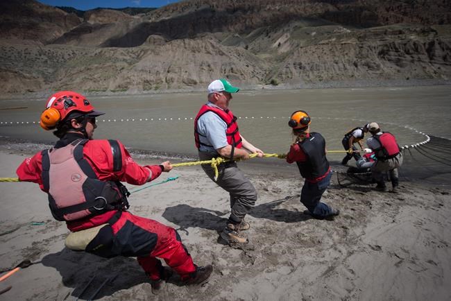 About 56,000 fish now upstream of landslide in B.C.'s Fraser River | iNFOnews.ca About 56,000 fish now upstream of landslide in B.C.'s Fraser River | iNFOnews.ca