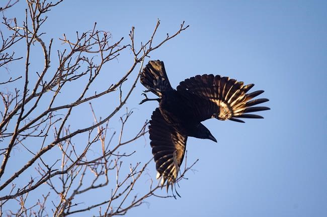 Charlottetown crow lovers show support after complaints, injured birds | iNFOnews.ca