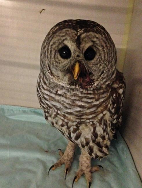 More barred owls sightings in Vancouver bad news for rats and mice | iNFOnews.ca More barred owls sightings in Vancouver bad news for rats and mice | iNFOnews.ca