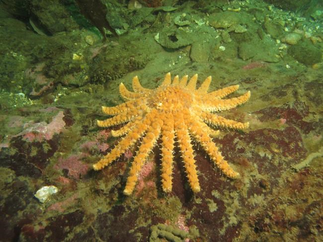 Sunflower sea star nearly wiped out by virus in B.C., Washington waters: report | iNFOnews.ca Sunflower sea star nearly wiped out by virus in B.C., Washington waters: report | iNFOnews.ca