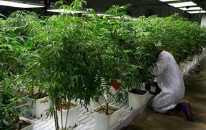 Applications up, approvals slow for Health Canada medical marijuana licences | iNFOnews.ca CP29721302
