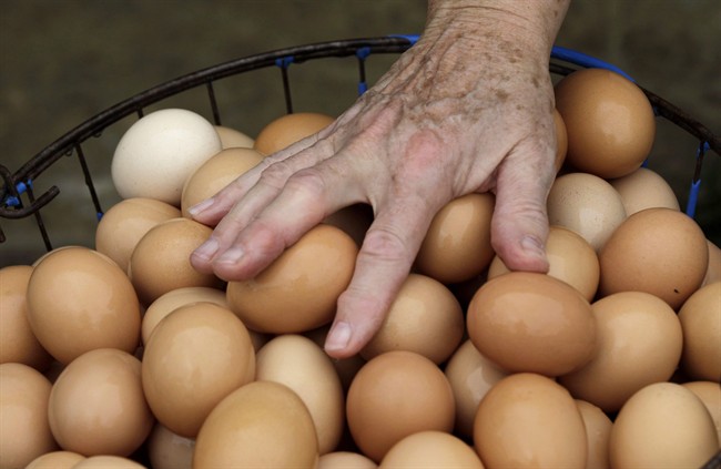 Cultured meat, milk and eggs poised to become food of the future | iNFOnews.ca CP36685217