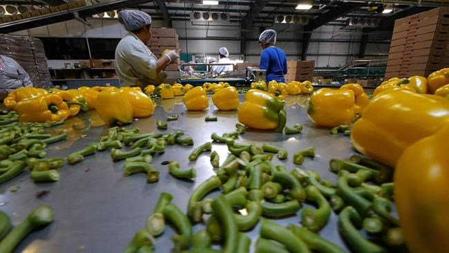 Plight of Canada's migrant workers profiled in 'Migrant Dreams' documentary | iNFOnews.ca
