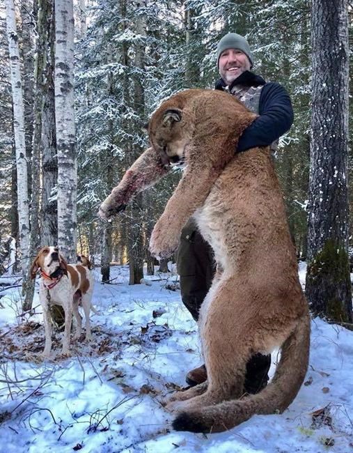 Cougar hunt in Alberta sparks debate among scientists, hunters and activists | iNFOnews.ca Cougar hunt in Alberta sparks debate among scientists, hunters and activists | iNFOnews.ca
