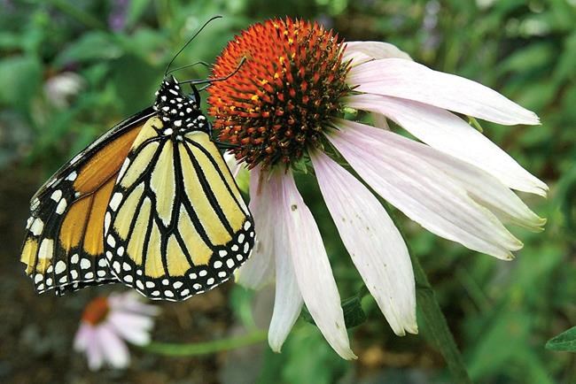 Extreme weather, forest loss behind sharp drop in monarch butterfly spottings | iNFOnews.ca