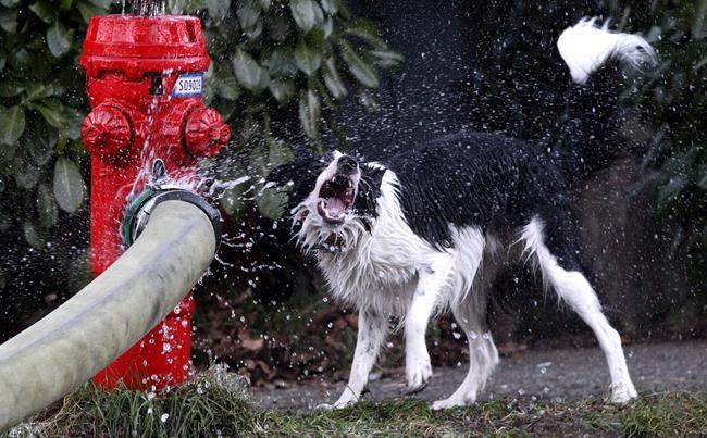 Answer to cities' parking woes could be found at fire hydrants: fire chief | iNFOnews.ca