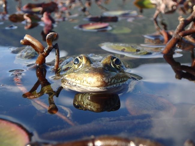 Spread of invasive species in Canada costs billions, changes environment | iNFOnews.ca Spread of invasive species in Canada costs billions, changes environment | iNFOnews.ca