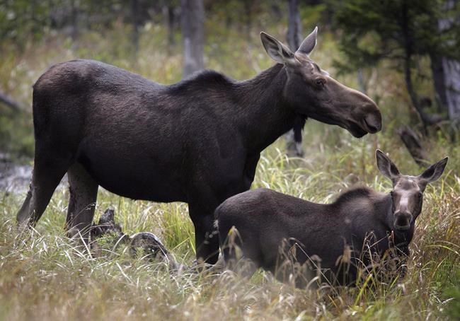 N.L. farmers feel powerless against hungry moose destroying their crops | iNFOnews.ca N.L. farmers feel powerless against hungry moose destroying their crops | iNFOnews.ca