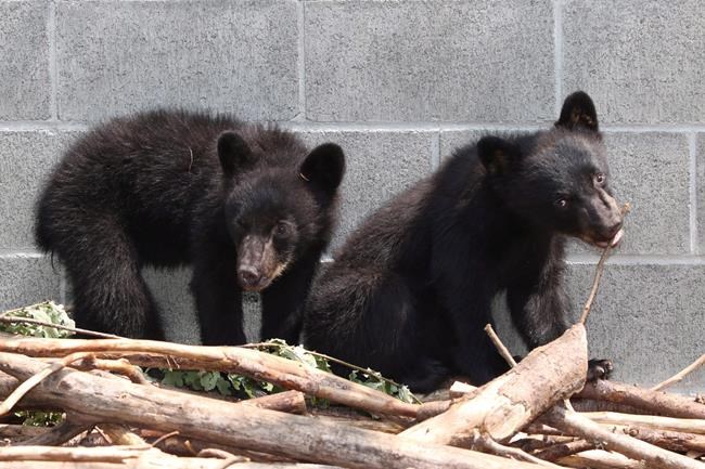 GPS collars to provide data on B.C. bears saved from death after their mom died | iNFOnews.ca