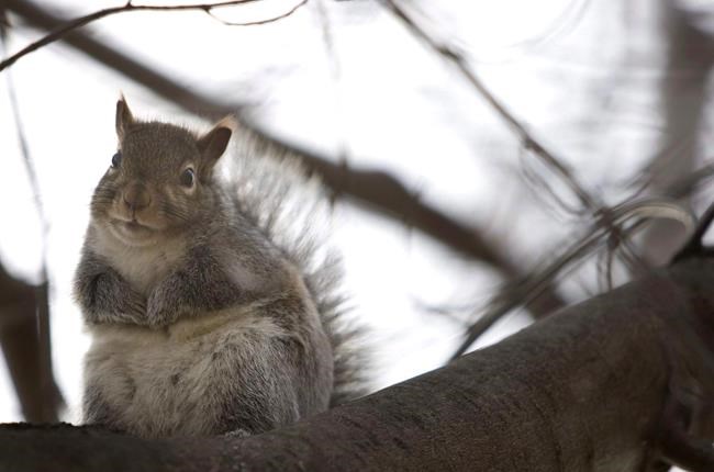 Quebec man petitions provincial government to legalize squirrel hunting | iNFOnews.ca
