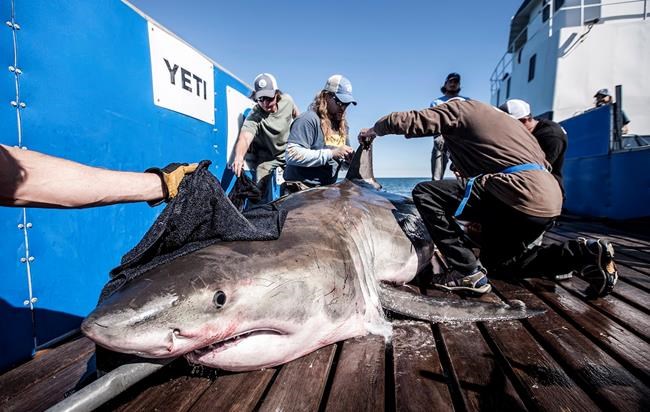 Great white shark's travels captivate Nova Scotians: 'Say hello if you see me' | iNFOnews.ca Great white shark's travels captivate Nova Scotians: 'Say hello if you see me' | iNFOnews.ca