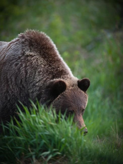 'It's absolutely scandalous:' Alberta man fined $13,000 for killing grizzly bear | iNFOnews.ca