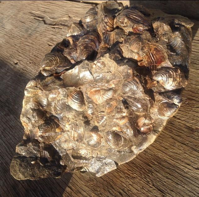 'Man, we found something:' Girl, 6, uncovers fossil find near Lake Diefenbaker | iNFOnews.ca
