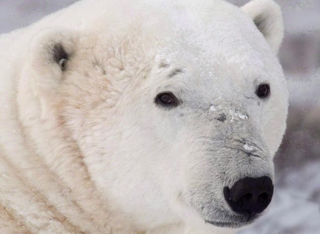 New chemical cocktails found in Hudson Bay polar bears | iNFOnews.ca New chemical cocktails found in Hudson Bay polar bears | iNFOnews.ca
