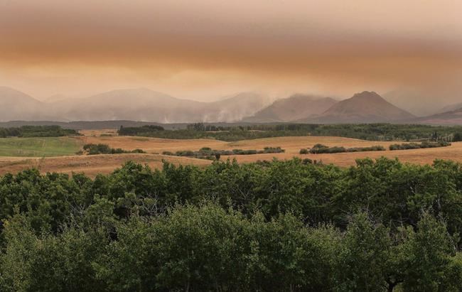 'Great annual snapshot:' Bird numbers down in Waterton bird count after wildfire | iNFOnews.ca
