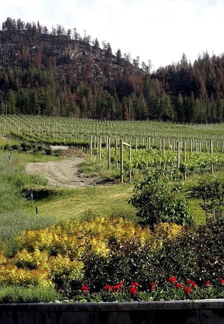 Sugars mask smoke compounds in tainted wine grapes: B.C. researchers | iNFOnews.ca