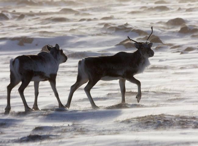 Industry exemptions to Ontario wildlife laws put caribou at risk, critics say | iNFOnews.ca CP1962775379