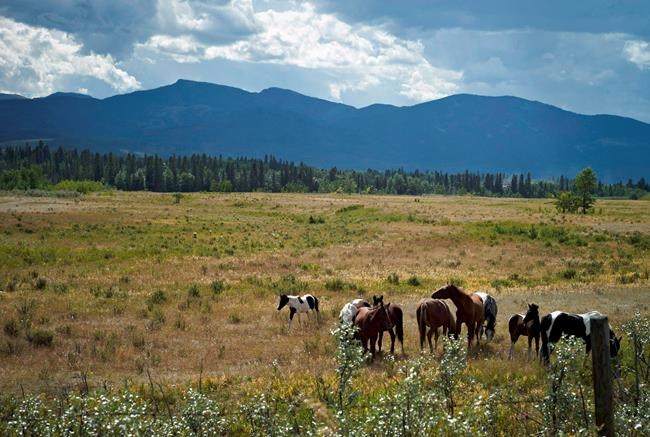 Alberta's natural ecosystems shrinking faster than Amazon rain forest: report | iNFOnews.ca