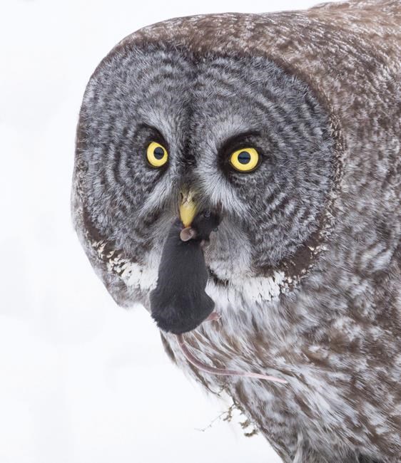 Experts warn against baiting, harassing wildlife for Instagram-worthy photos | iNFOnews.ca