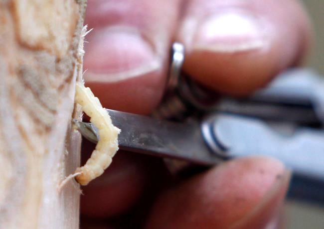 East Coast warned about beetles that have laid waste to Quebec, Ontario trees | iNFOnews.ca