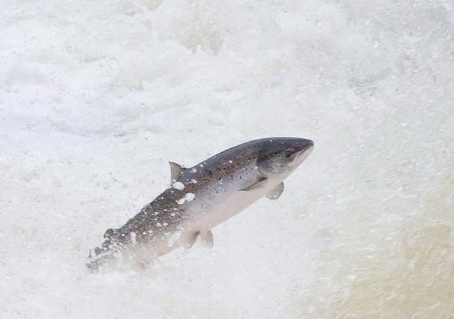 N.L. challenges Ottawa over dwindling salmon: 'The stakes are high' | iNFOnews.ca CP328918830