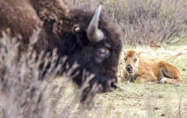 Banff holds blessing ceremony with Indigenous elders before letting bison roam | iNFOnews.ca