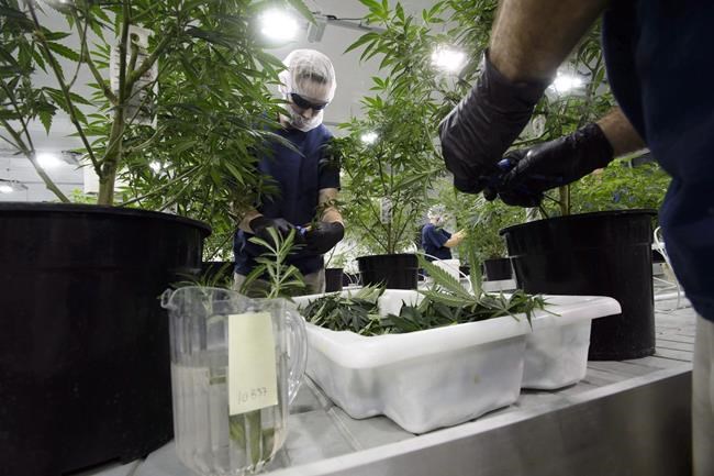 Weed's want ads longer, marijuana job searches up as industry grows: study | iNFOnews.ca Weed's want ads longer, marijuana job searches up as industry grows: study | iNFOnews.ca