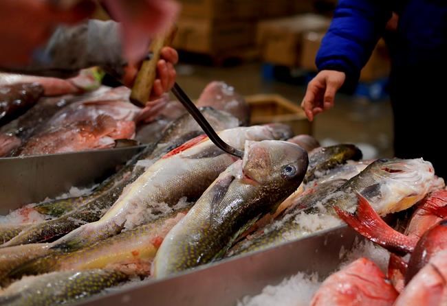 Seafood fraud: 5 ways to avoid buying fraudulent fish when shopping, dining | iNFOnews.ca Seafood fraud: 5 ways to avoid buying fraudulent fish when shopping, dining | iNFOnews.ca