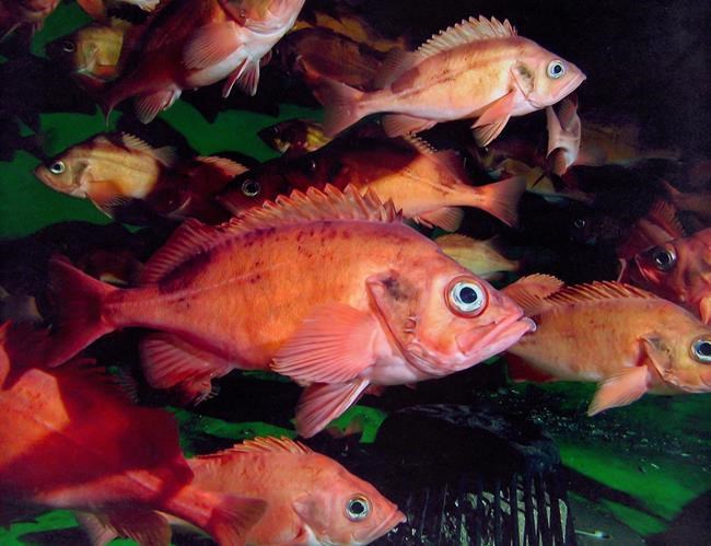 'Wake up call' needed for Canada's fisheries management: scientific audit | iNFOnews.ca 'Wake up call' needed for Canada's fisheries management: scientific audit | iNFOnews.ca