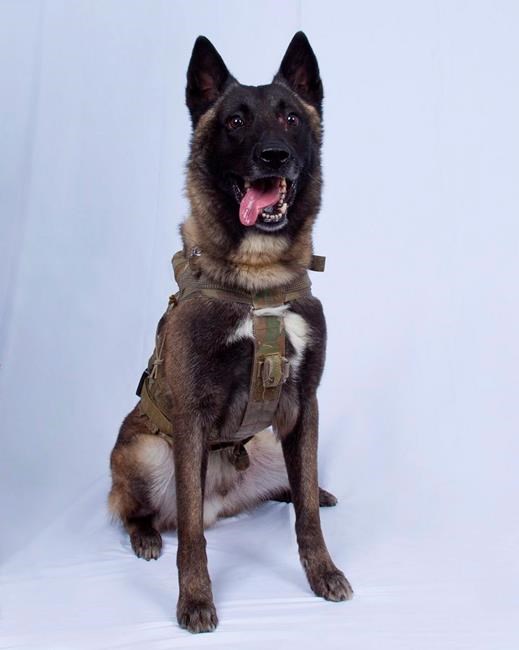 Working like dogs: Canadian special forces quietly build up canine units | iNFOnews.ca