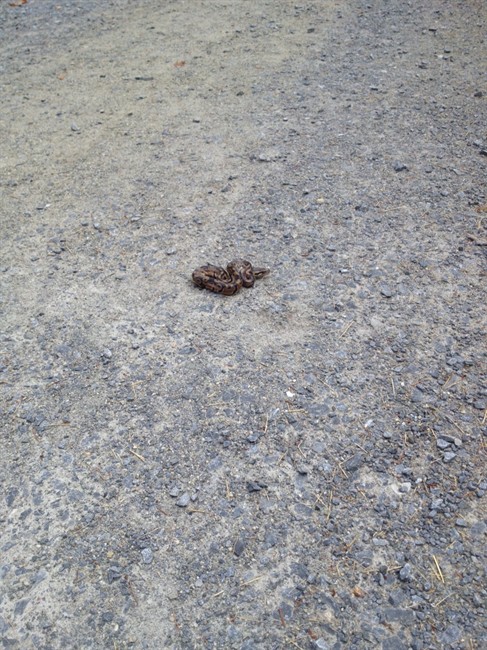 Stealthy snake on the loose in Metro Vancouver conservation area | iNFOnews.ca