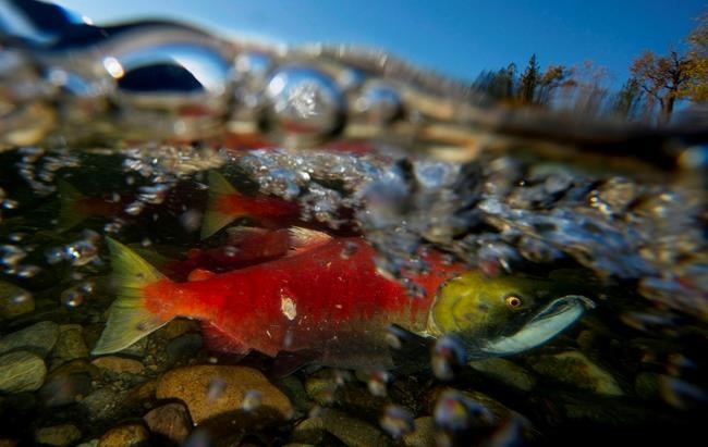 Impact of diluted bitumen on young sockeye salmon deadly, says Guelph study | iNFOnews.ca
