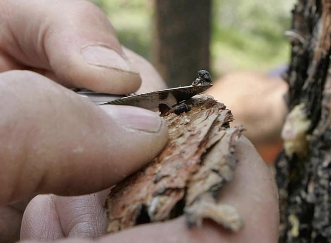 B.C. wildfires burned large areas affected by mountain pine beetles: Experts | iNFOnews.ca B.C. wildfires burned large areas affected by mountain pine beetles: Experts | iNFOnews.ca