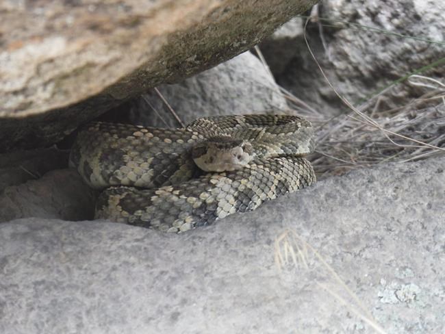 Scientists trying to save B.C.'s western rattlesnakes from becoming roadkill | iNFOnews.ca