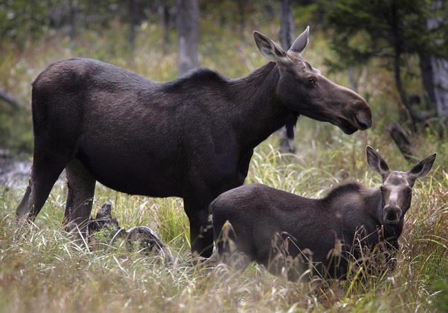 Questions raised over Cape Breton cull that has cost Ottawa $7,900 per moose | iNFOnews.ca CP1166489055