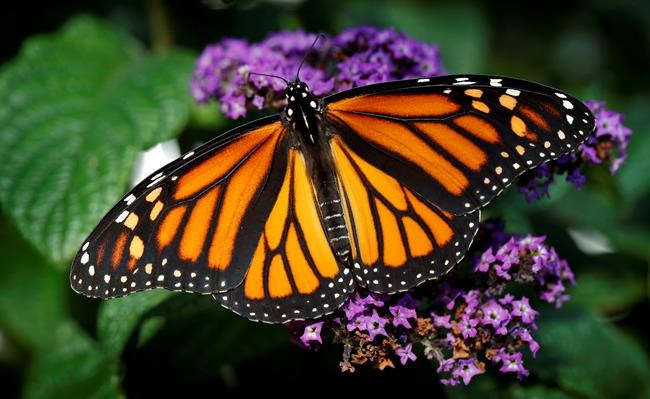 U.S., Mexico surpass Canada in efforts to restore monarch butterfly habitat | iNFOnews.ca U.S., Mexico surpass Canada in efforts to restore monarch butterfly habitat | iNFOnews.ca