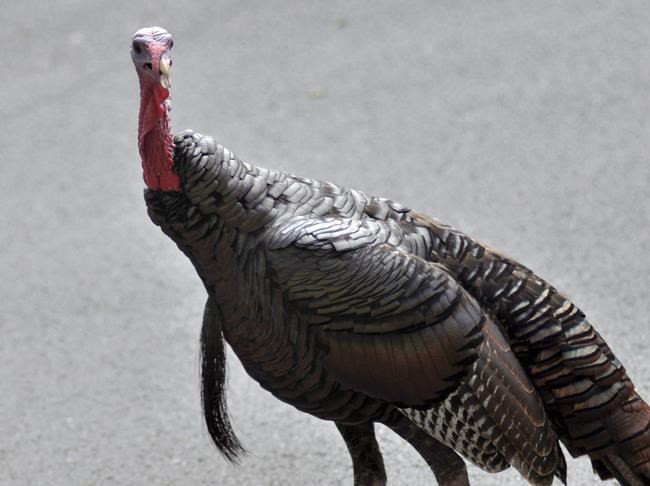 Canadians reporting more wildlife sightings during COVID-19 isolation | iNFOnews.ca