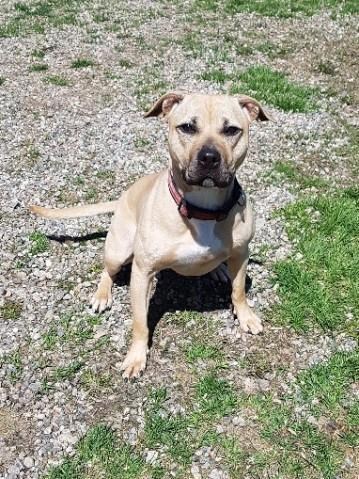 Deal reached to save 18 alleged Ontario fighting dogs from death row | iNFOnews.ca