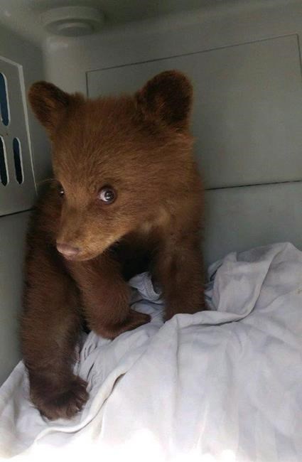 'Absolute and complete rubbish:' Alberta to release rehabbed bear cubs this fall | iNFOnews.ca 'Absolute and complete rubbish:' Alberta to release rehabbed bear cubs this fall | iNFOnews.ca
