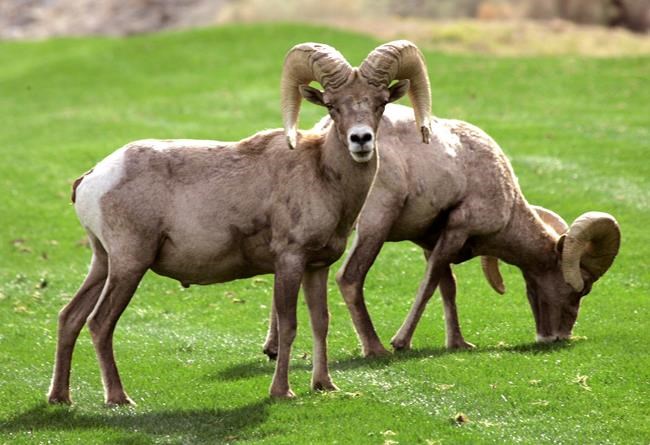 Conservation group blasts province for targeting predators to protect sheep | iNFOnews.ca Conservation group blasts province for targeting predators to protect sheep | iNFOnews.ca