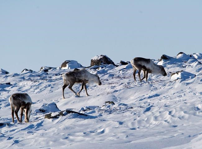 Canada, First Nations express concern over U.S. Arctic drilling plans | iNFOnews.ca Canada, First Nations express concern over U.S. Arctic drilling plans | iNFOnews.ca