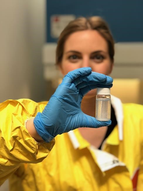 Study finds microplastics in all remote Arctic beluga whales tested | iNFOnews.ca