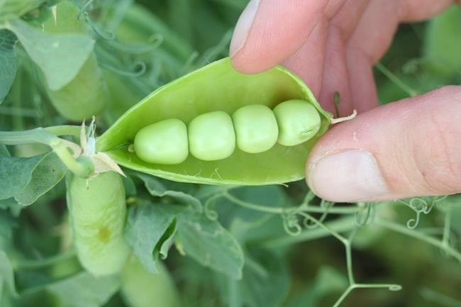Canada's biggest market for peas, lentils in doubt as India cracks down on pests | iNFOnews.ca