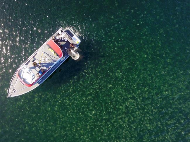 Drones giving B.C. researchers new perspective on jellyfish populations | iNFOnews.ca