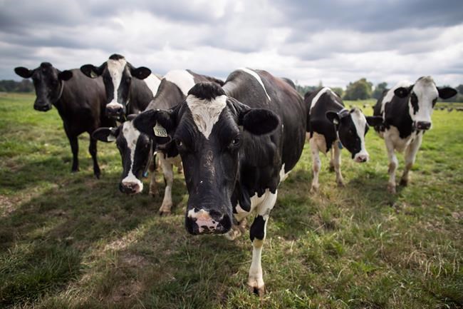 Productivity gains outpace steep rise in agricultural energy use since 1990 | iNFOnews.ca
