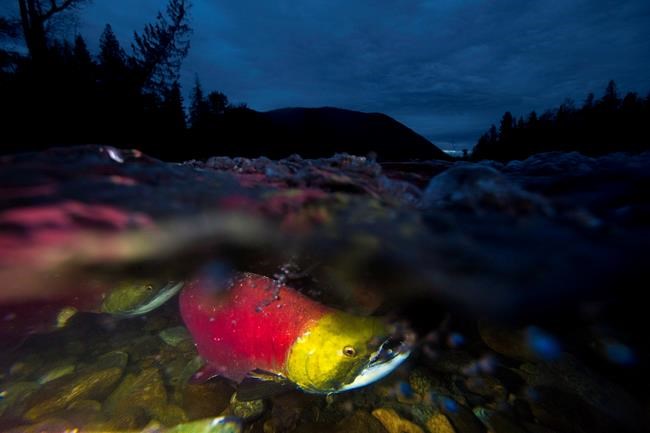 Bitumen spill would harm swimming performance of migrating B.C. salmon: study | iNFOnews.ca