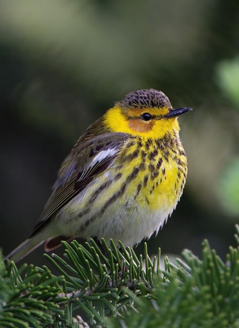 Refuge areas crucial to saving bird species as climate changes: study | iNFOnews.ca