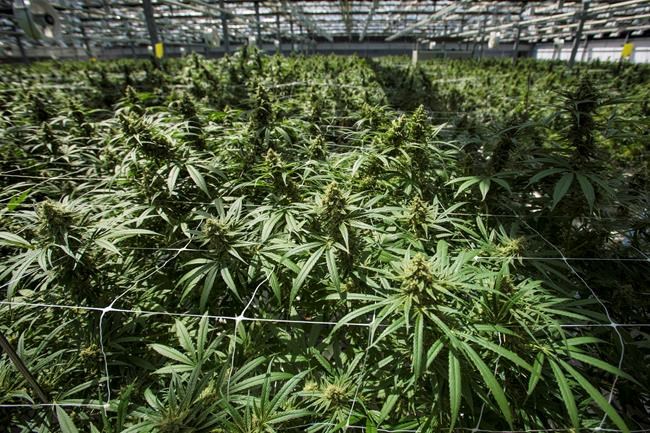 Postal services ready for looming wave of legal cannabis deliveries | iNFOnews.ca Postal services ready for looming wave of legal cannabis deliveries | iNFOnews.ca