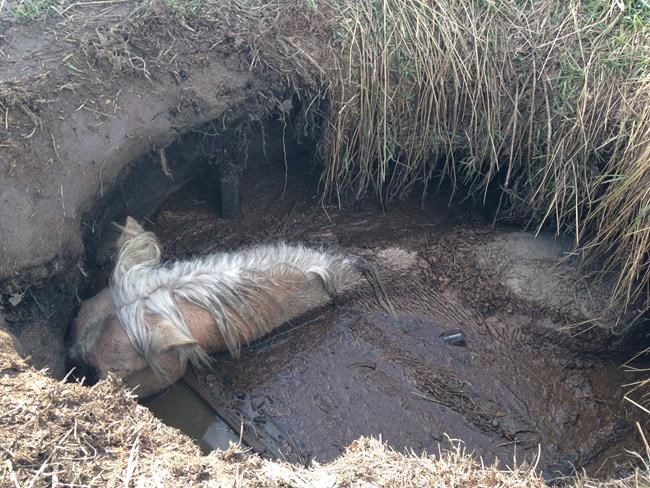Alberta horse that was rescued from sewage pit dies with owners petting his neck | iNFOnews.ca CP1116312384