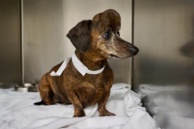 Ontario researchers use 3D-printing tech to replace part of dog's skull | iNFOnews.ca Ontario researchers use 3D-printing tech to replace part of dog's skull | iNFOnews.ca